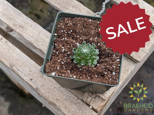 Sempervivum 'Cobweb'