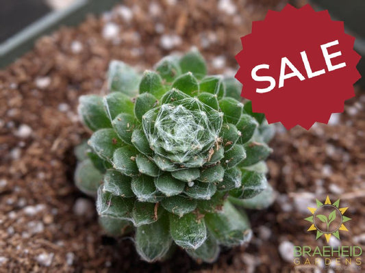 Sempervivum 'Cobweb'