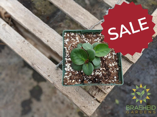 Bergenia 'Winter Glow' - NO SHIP -