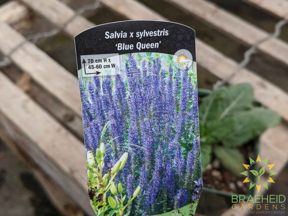 Salvia 'Blue Queen' (Perennial) - NO SHIP -