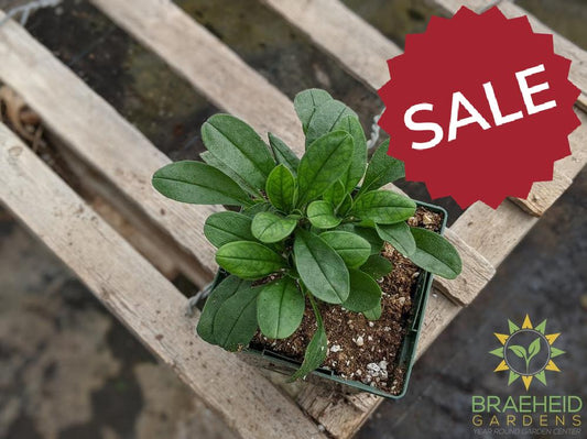 Myosotis 'Ultra Marine' - NO SHIP -