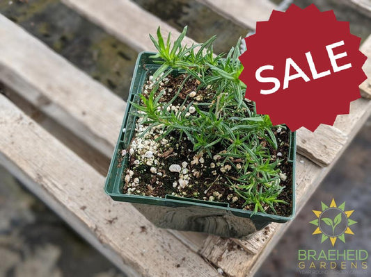 Phlox 'Scarlet Flame' - NO SHIP -