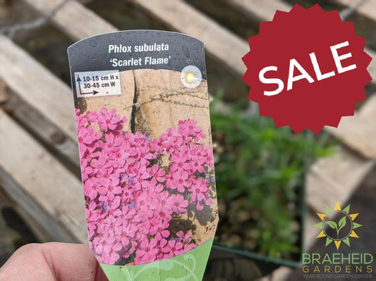 Phlox 'Scarlet Flame' - NO SHIP -