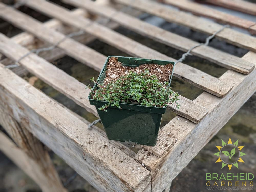 Thyme 'Coccineus' - NO SHIP -