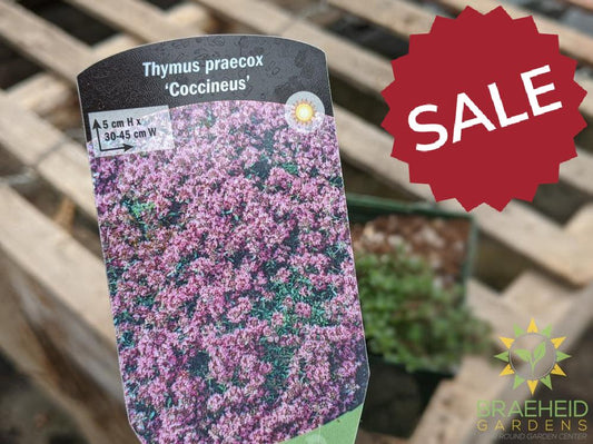 Thyme 'Coccineus' - NO SHIP -