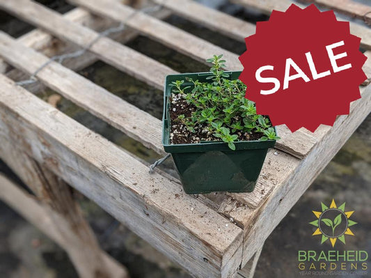 Herb Common Thyme PS -NO SHIP-
