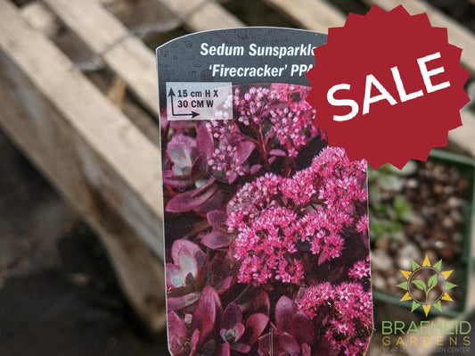 Sedum Sunsparkler 'Firecracker' PPAF