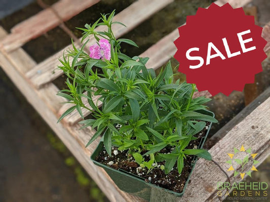 Dianthus 'Wee Willie' - NO SHIP -