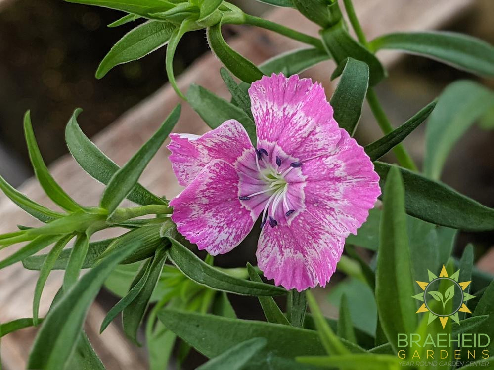 Dianthus 'Wee Willie' - NO SHIP -