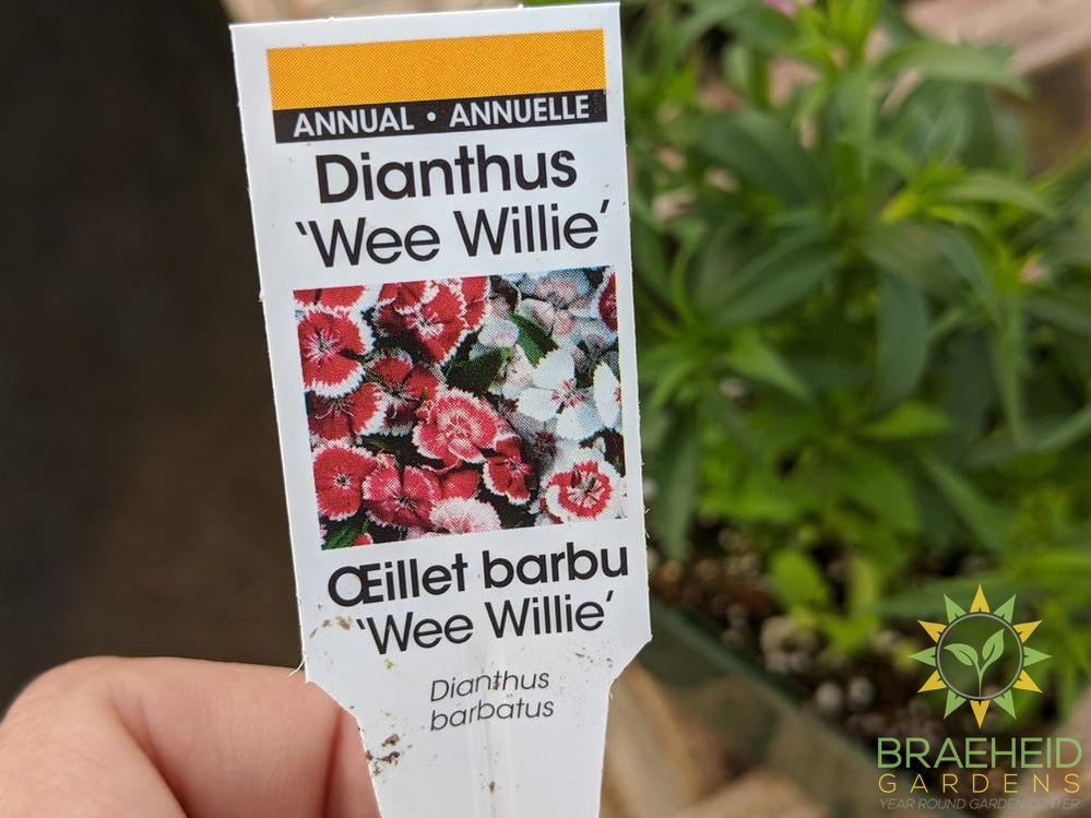 Dianthus 'Wee Willie' - NO SHIP -