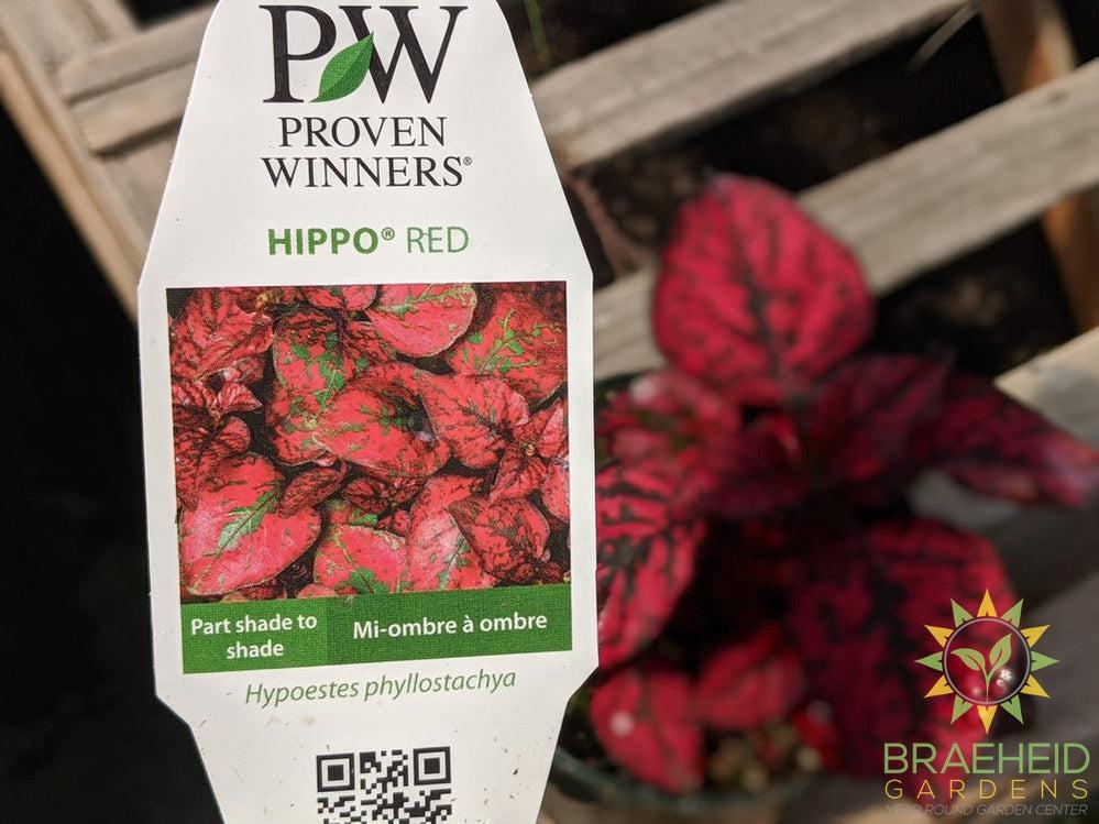 Polka Dot Plant Hippo 'Red' PW - NO SHIP -