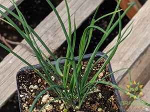 Herb Chives -NO SHIP-