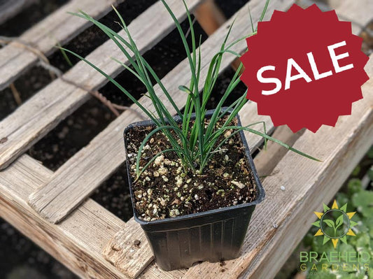 Herb Chives -NO SHIP-