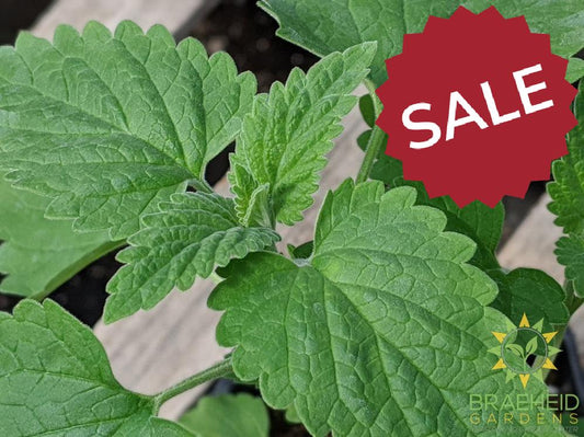 Herb Nepeta Catmint -NO SHIP-
