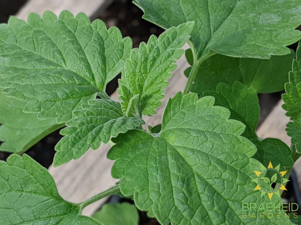 Herb Nepeta Catmint -NO SHIP-
