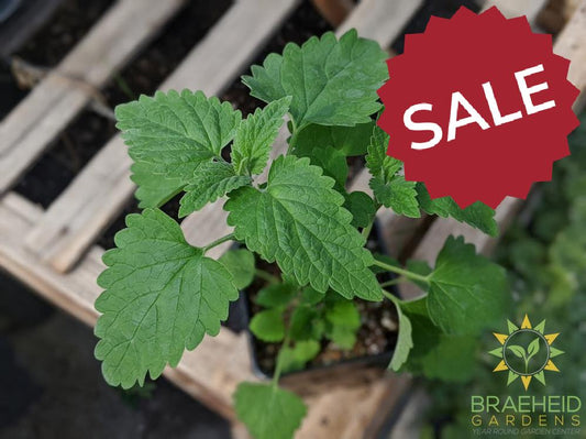 Herb Nepeta Catmint -NO SHIP-