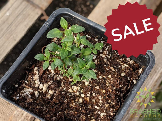 Herb Winter Thyme -NO SHIP-