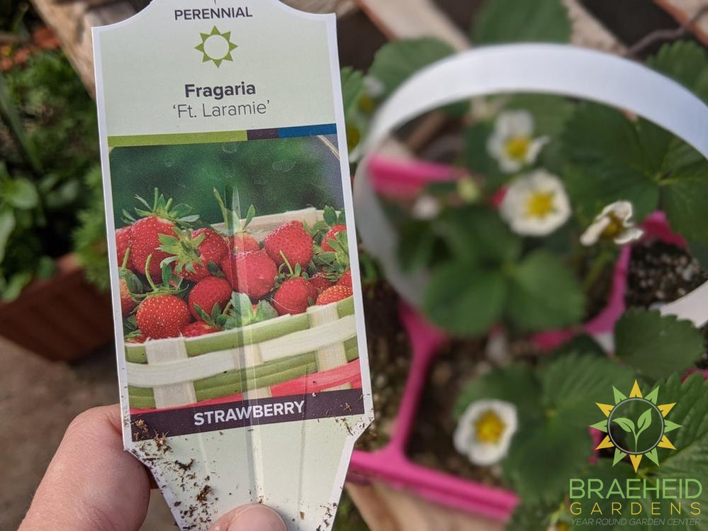 Strawberry Fragaria 'Ft. Laramie'  -NO SHIP-