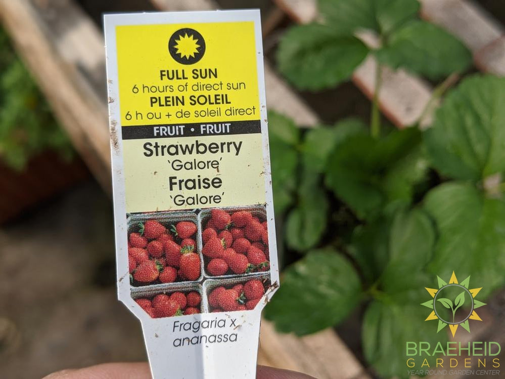 Strawberry Fragaria 'Galore' -NO SHIP-
