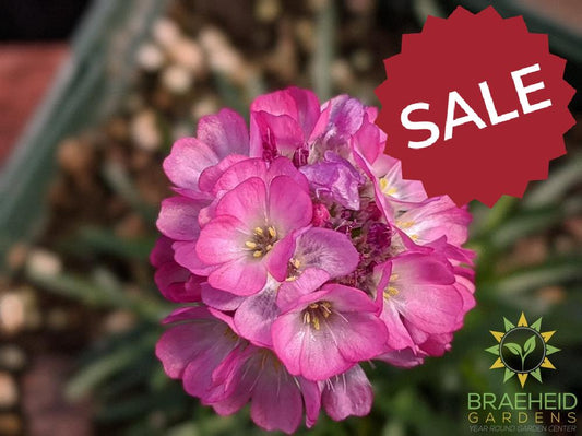 Armeria 'Rubrifolia' - NO SHIP -