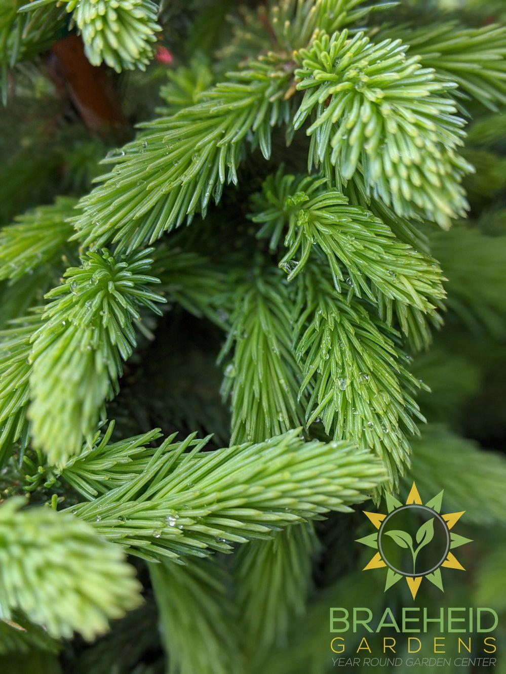 Black Hills Spruce