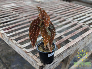 Begonia Maculata - NO SHIP -