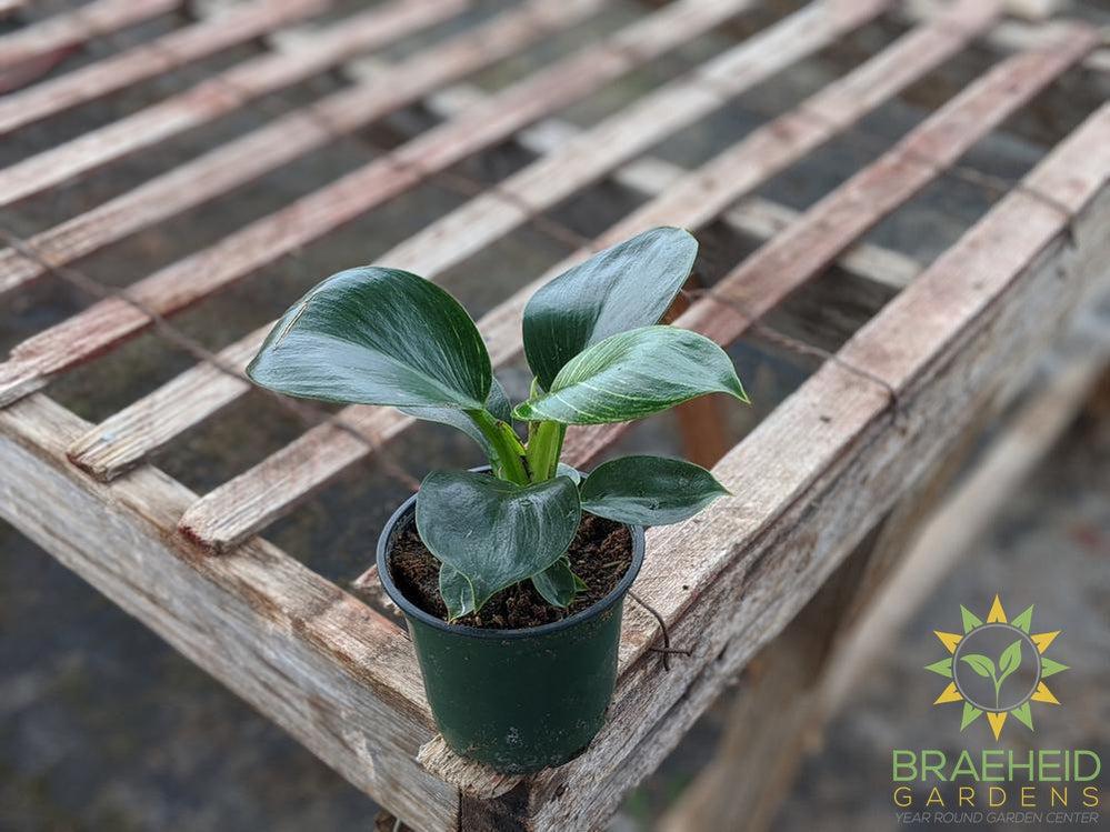 Philodendron Birkin