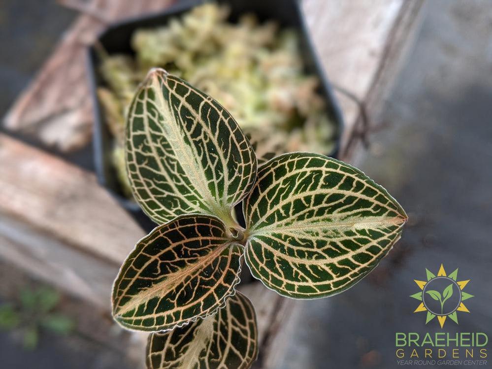 Anoectochilus Koshunesnis x A. Siamensis x "White Center" Jewel Orchid