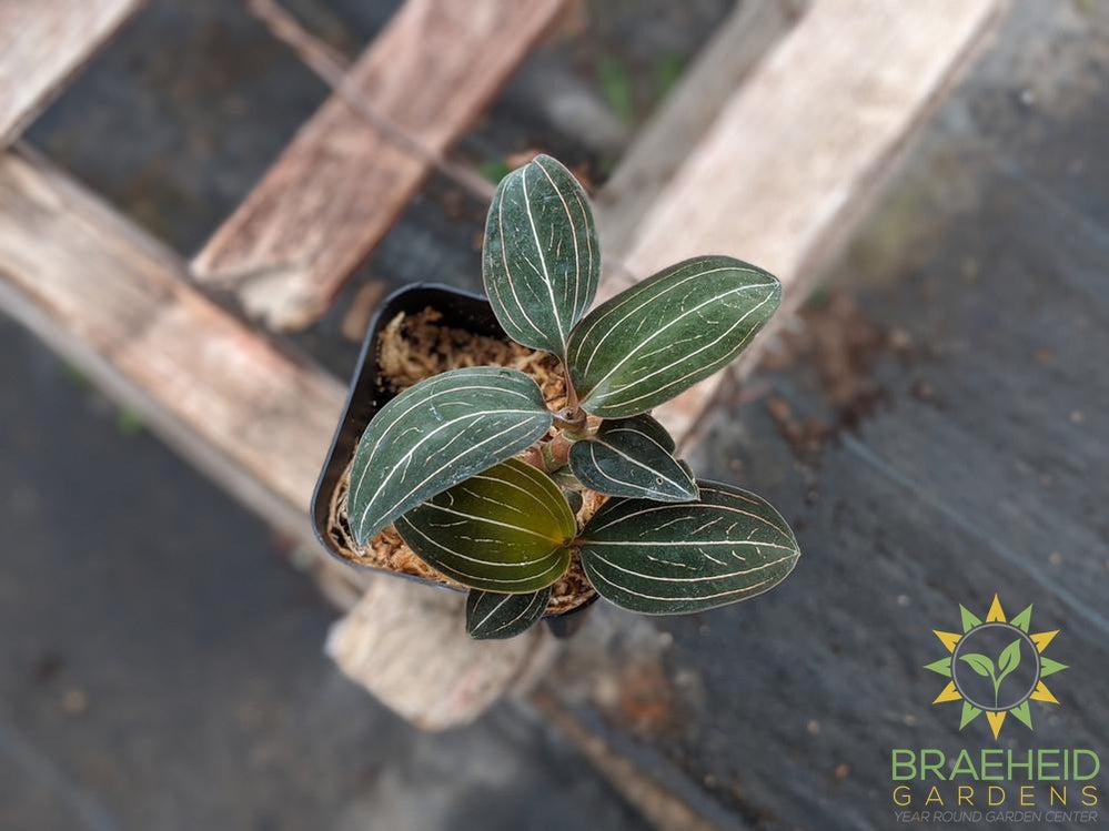 Ludisia Discolor Jewel Orchid