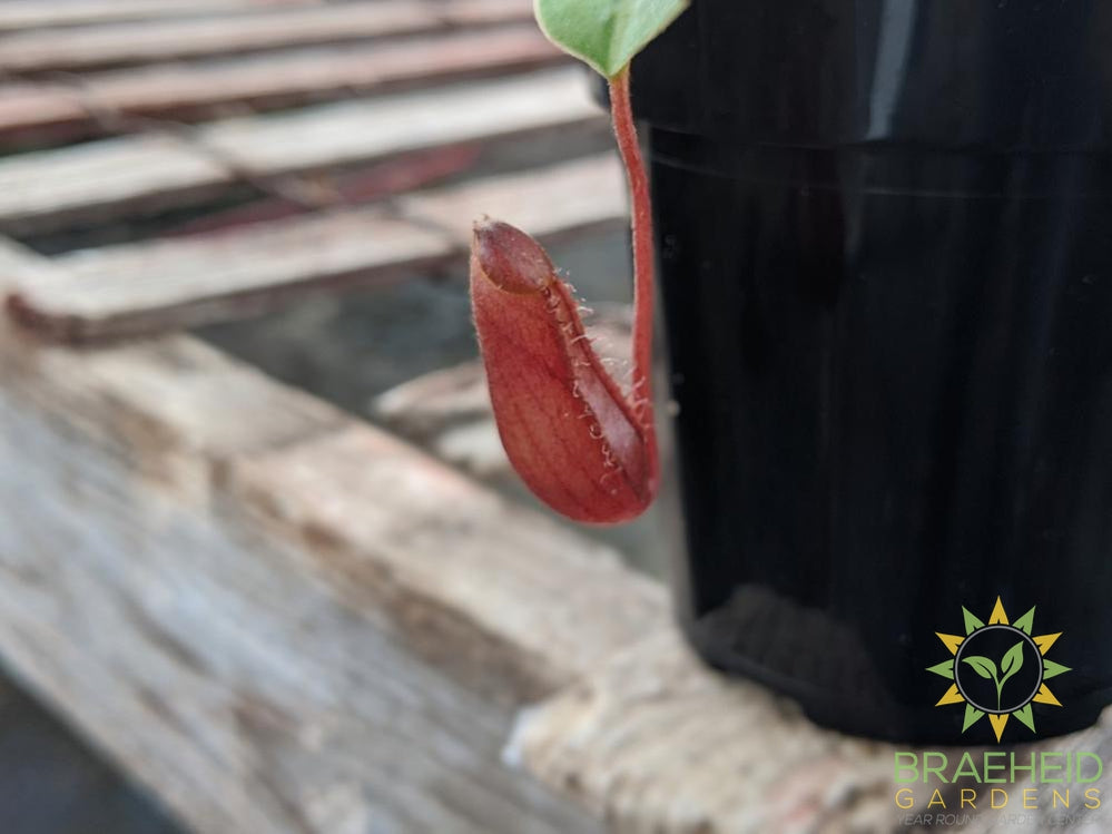 Nepenthes Lowii x Ventricosa Red Pitcher - Pitcher Plant