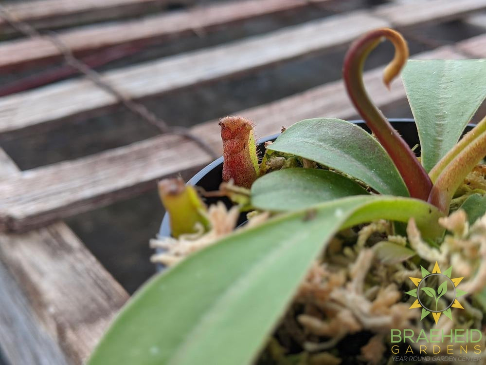 Nepenthes Lowii x Ventricosa Red Pitcher - Pitcher Plant