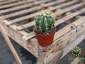 Cactus - Ferocactus Glaucescens