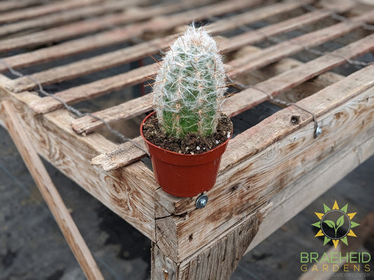 Cactus - Oreocereus Trollii