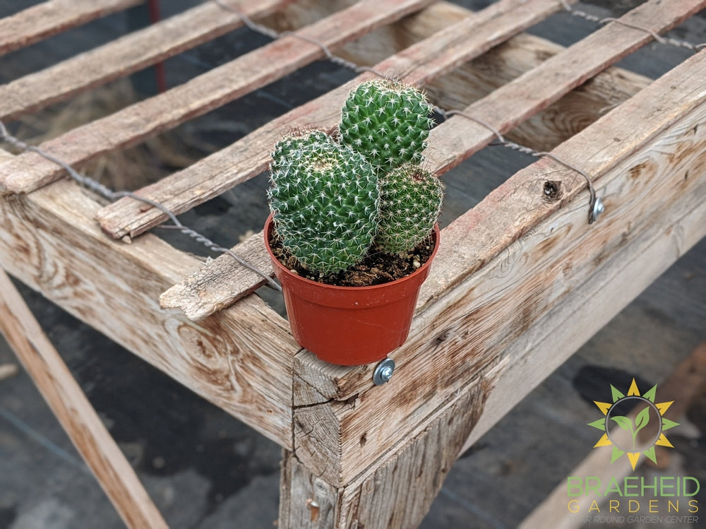 Cactus - Mammillaria Mystax