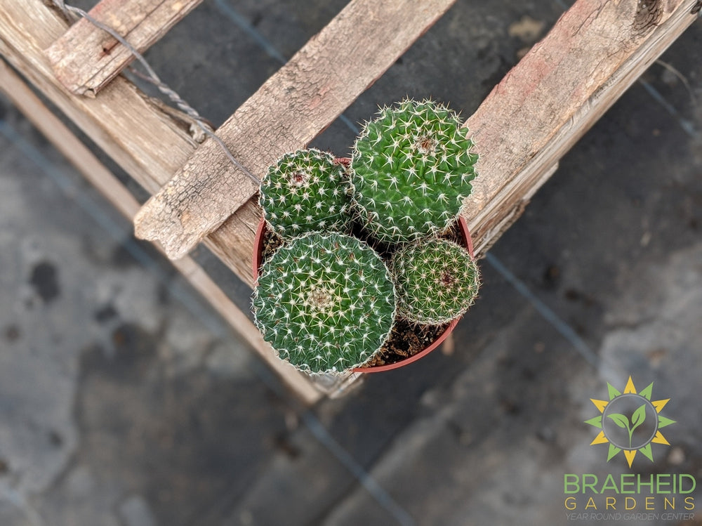 Cactus - Mammillaria Mystax