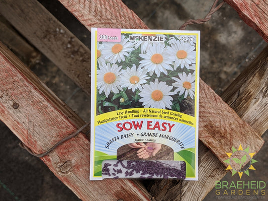 Shasta Daisy Alaska Mckenzie Seed Sow Easy