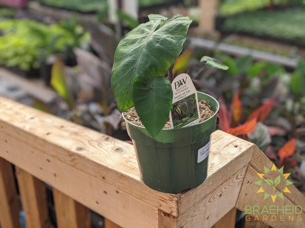 Colocasia Esculenta 'Heart of the Jungle'