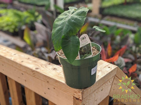 Colocasia Esculenta 'Heart of the Jungle'