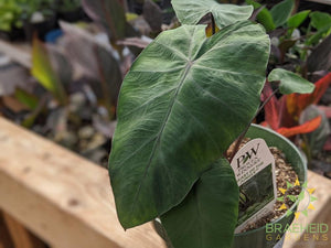Colocasia Esculenta 'Heart of the Jungle'