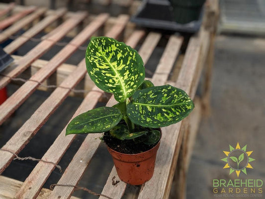 Order Dieffenbachia Reflector in Canada