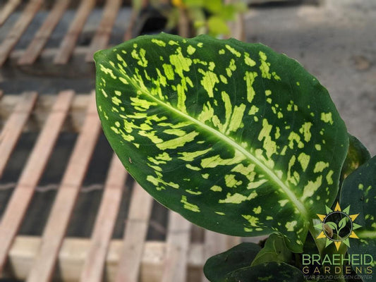 Shop for Dieffenbachia Reflector in Canada