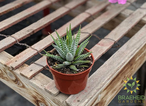 Haworthia Zebra Plant
