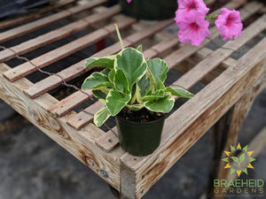 Buy Peperomia Obtusifolia Variegata online