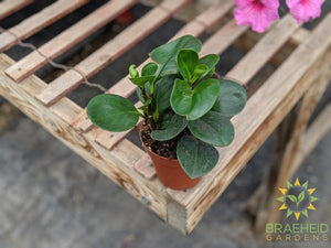 Buy Peperomia plants online in Canada