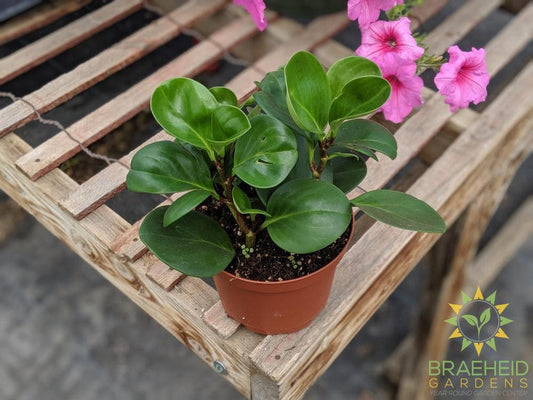 shop peperomia houseplants in Canada