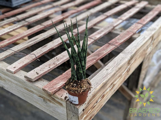 Small Sans Mikado free shipping