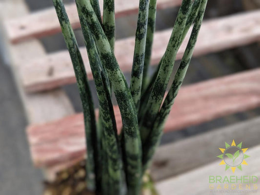 Sansevieria Mikado in Canada BUY