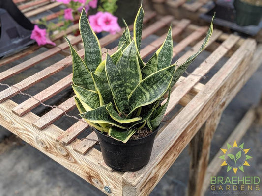 Sansevieria Superba