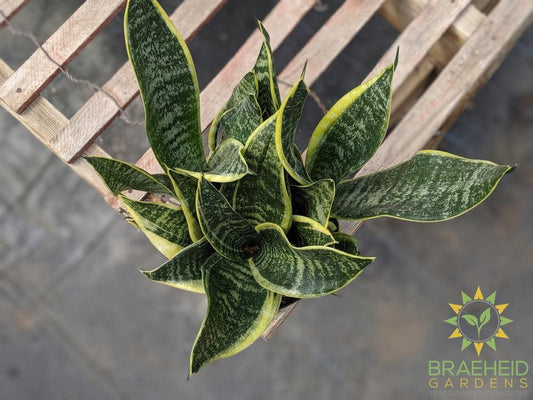 Sansevieria Superba