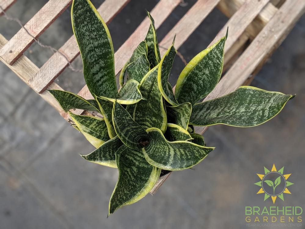 Sansevieria Superba
